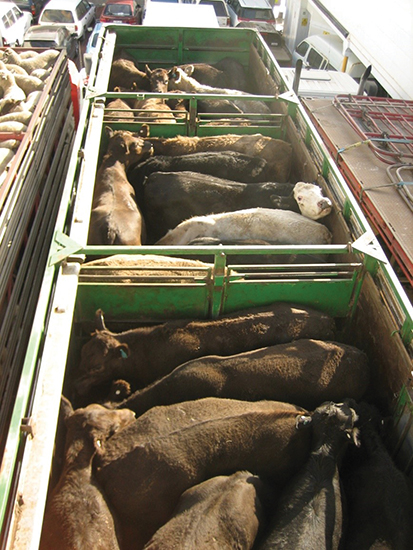 Livestock Shipping Services Sydney
