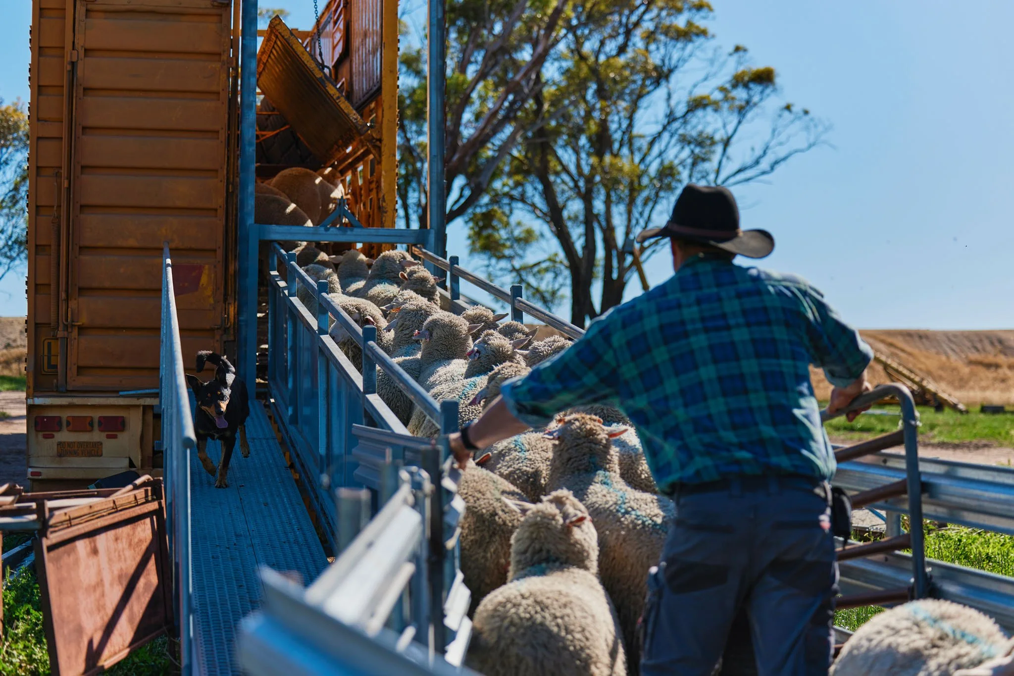 Livestock Freight Forwarding Sydney