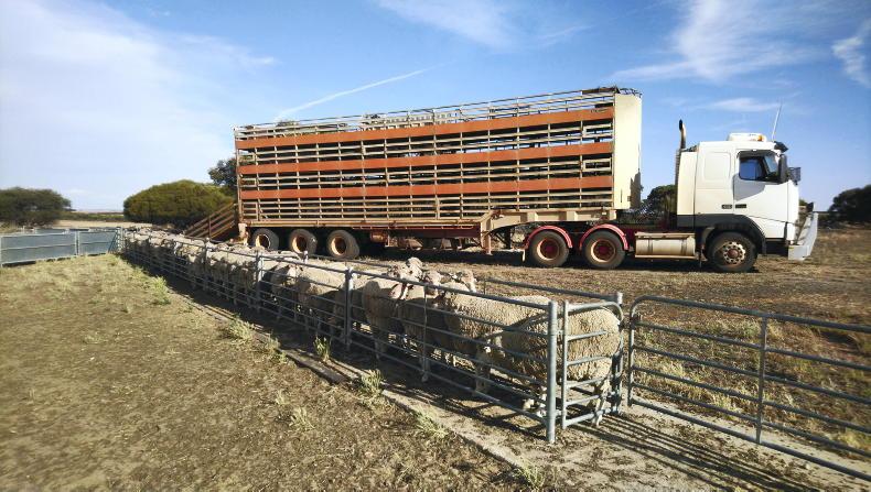 Proworld Logistics offering professional Lamb Logistics Canberra for timely deliveries