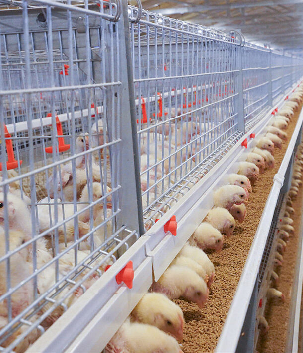 Poultry transport vehicle with temperature and ventilation control for live bird delivery