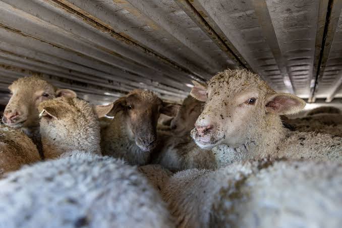 Safe and efficient Lamb Logistics Canberra services from Proworld Logistics