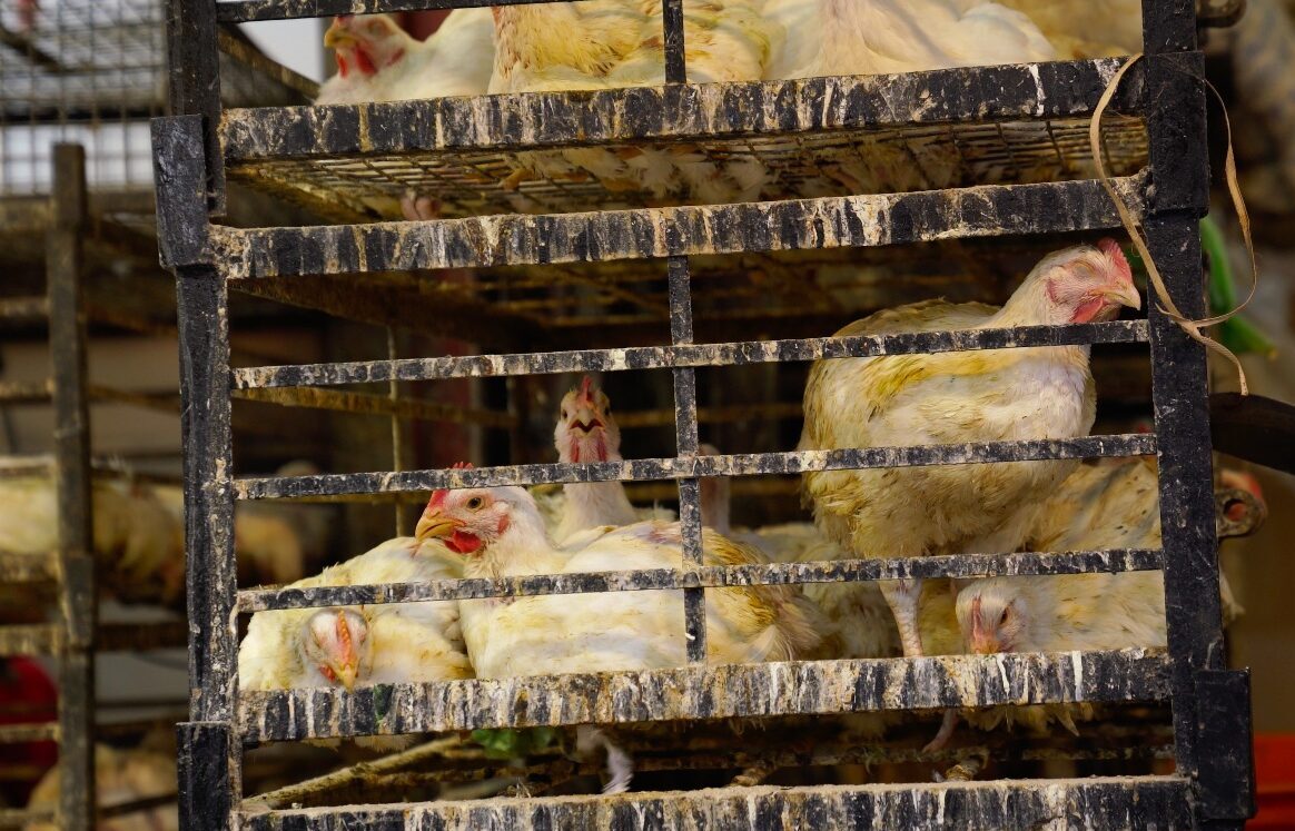 Proworld Logistics poultry export handling and processing facility Australia