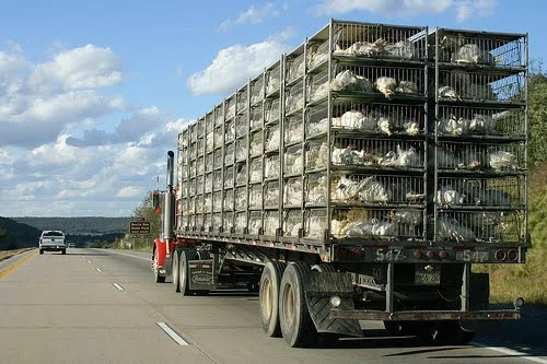 Chicken transport pickup truck moving live poultry across Australian farms
