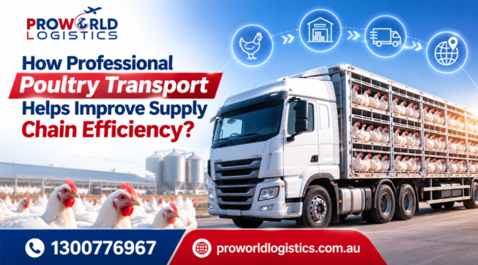 How Professional Poultry Transport Helps Improve Supply Chain Efficiency?